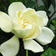 image de Gardenia jasminoides