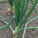 image de Allium ascalonicum