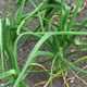image de Allium  cepa