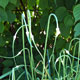 image de Allium sativum