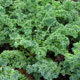 image de Brassica oleracea