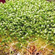 image de Trifolium rubens (pousses)