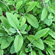image de Salvia officinalis