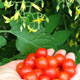 image de Solanum