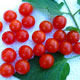image de Solanum