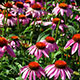image de Echinacea purpurea