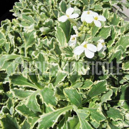 image de Arabis alpina caucasica Variegata