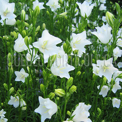 image de Campanula persicifolia alba 