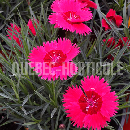 image de Dianthus x Ruby Sparkles