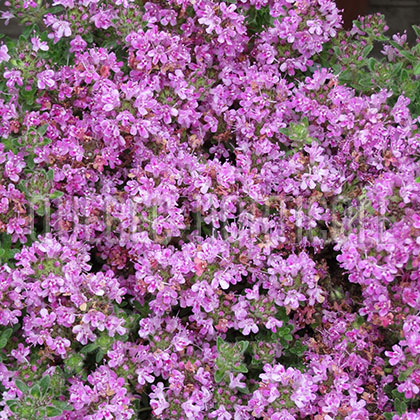 image de Thymus doerfleri Bressingham Pink
