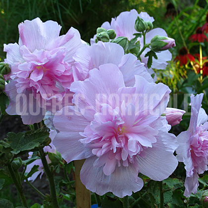 image de Alcea rosea Spring Celebrities Lilac
