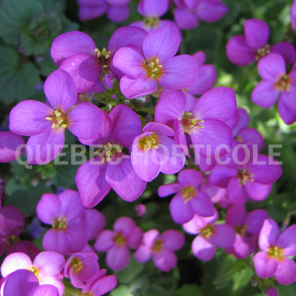 image de Arabis alpina caucasica Little Treasure™ Deep Rose