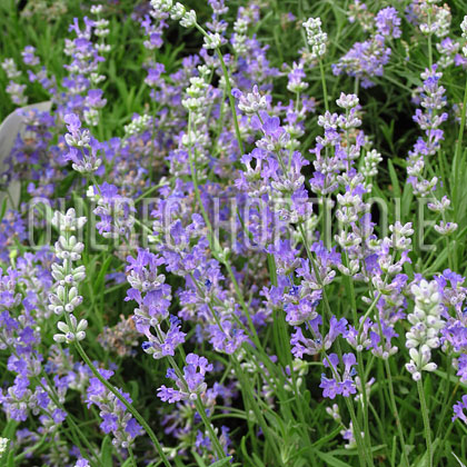 image de Lavandula angustifolia Blue Cushion